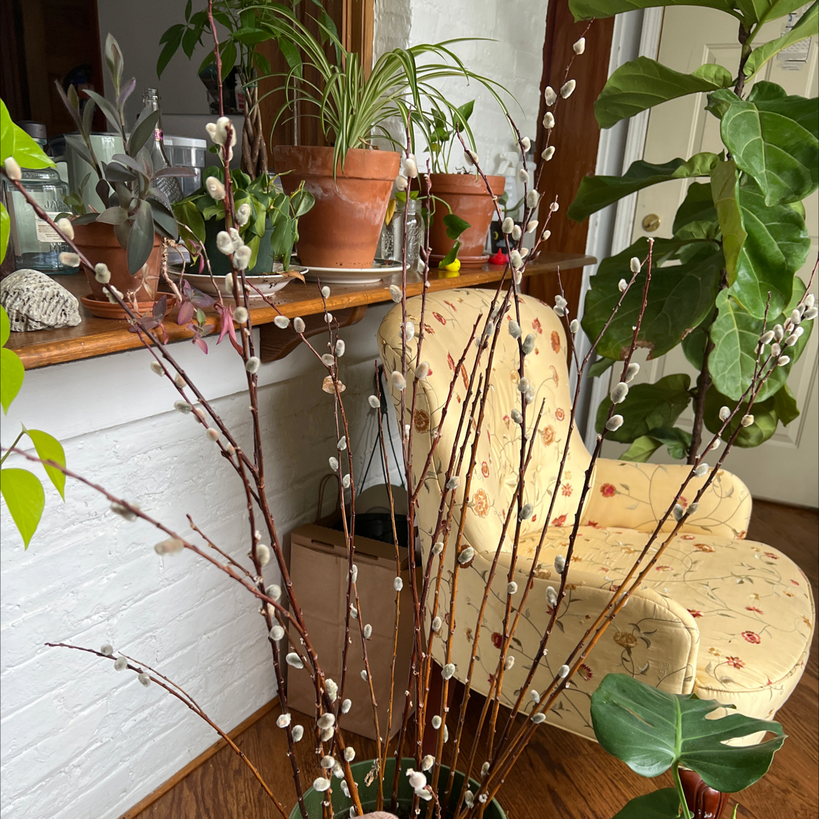 Pussy Willow plant with visible catkins, surrounded by other potted plants indoors.