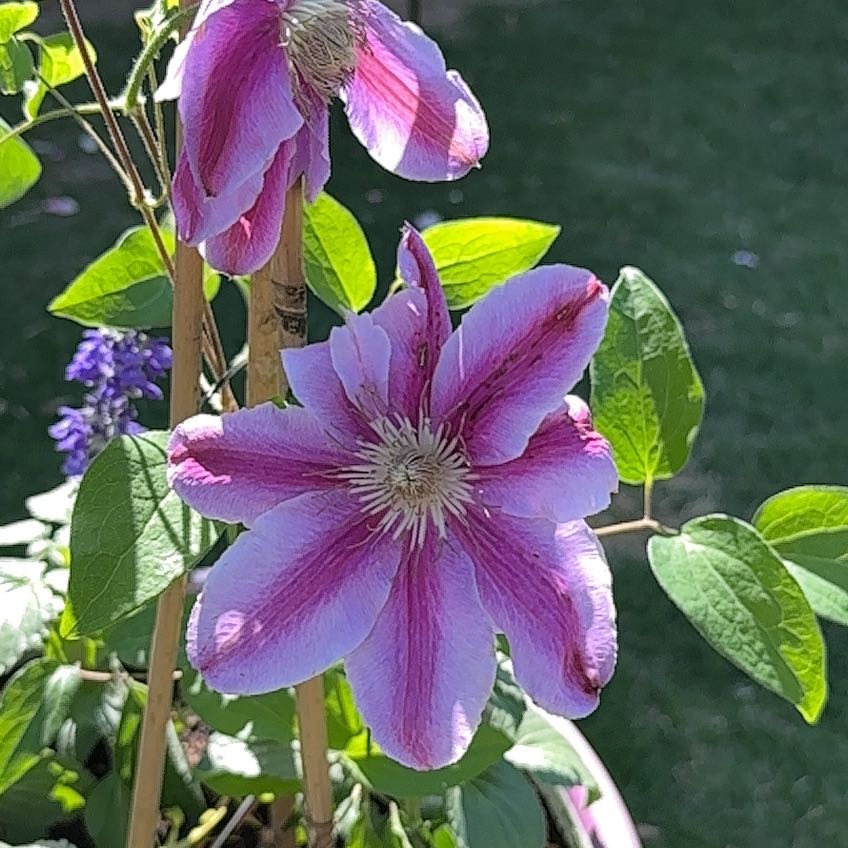 Italian Leather Flower with purple and white blooms, green leaves, well-framed.