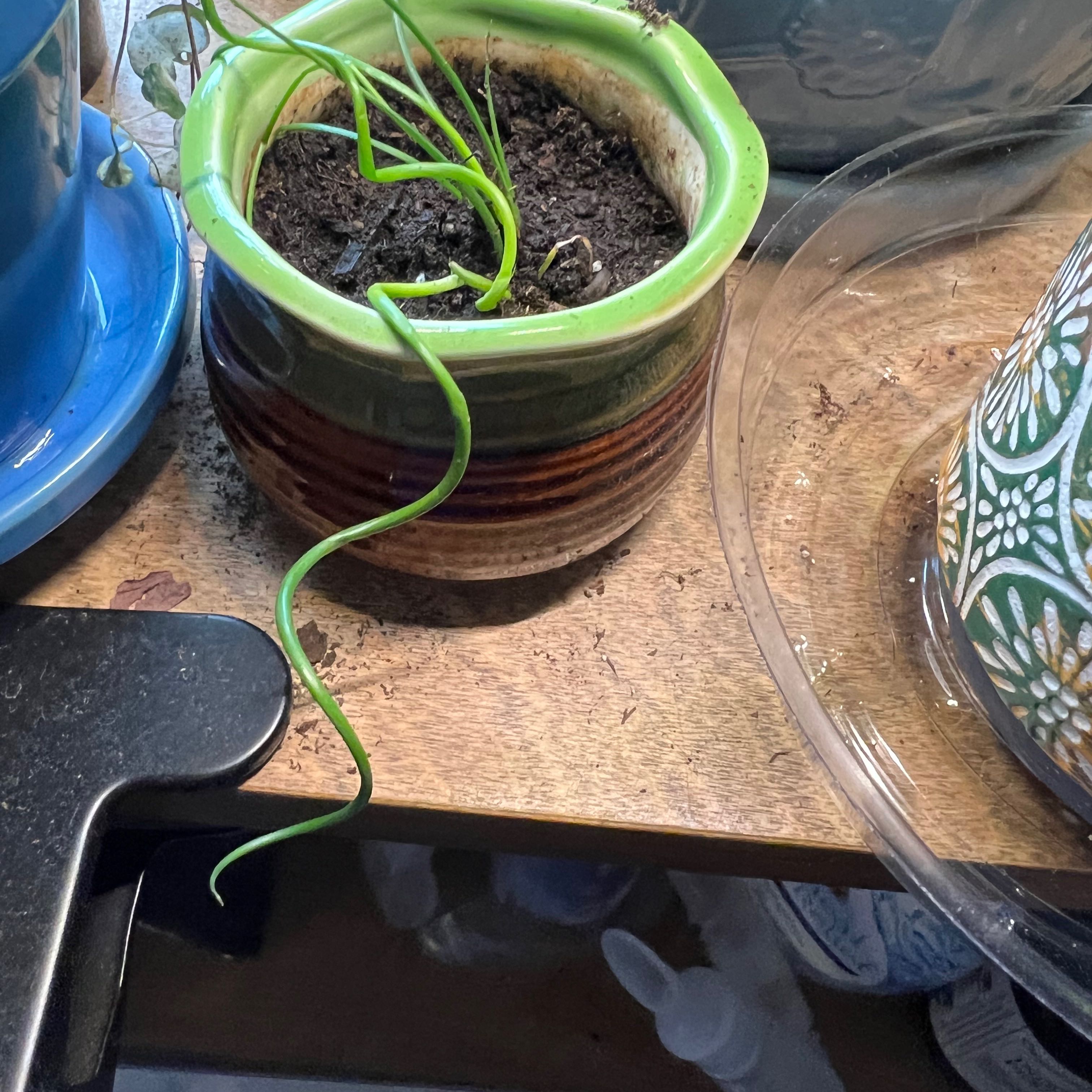 Potted Corkscrew rush plant with curly green stems in a ceramic pot on a wooden surface.