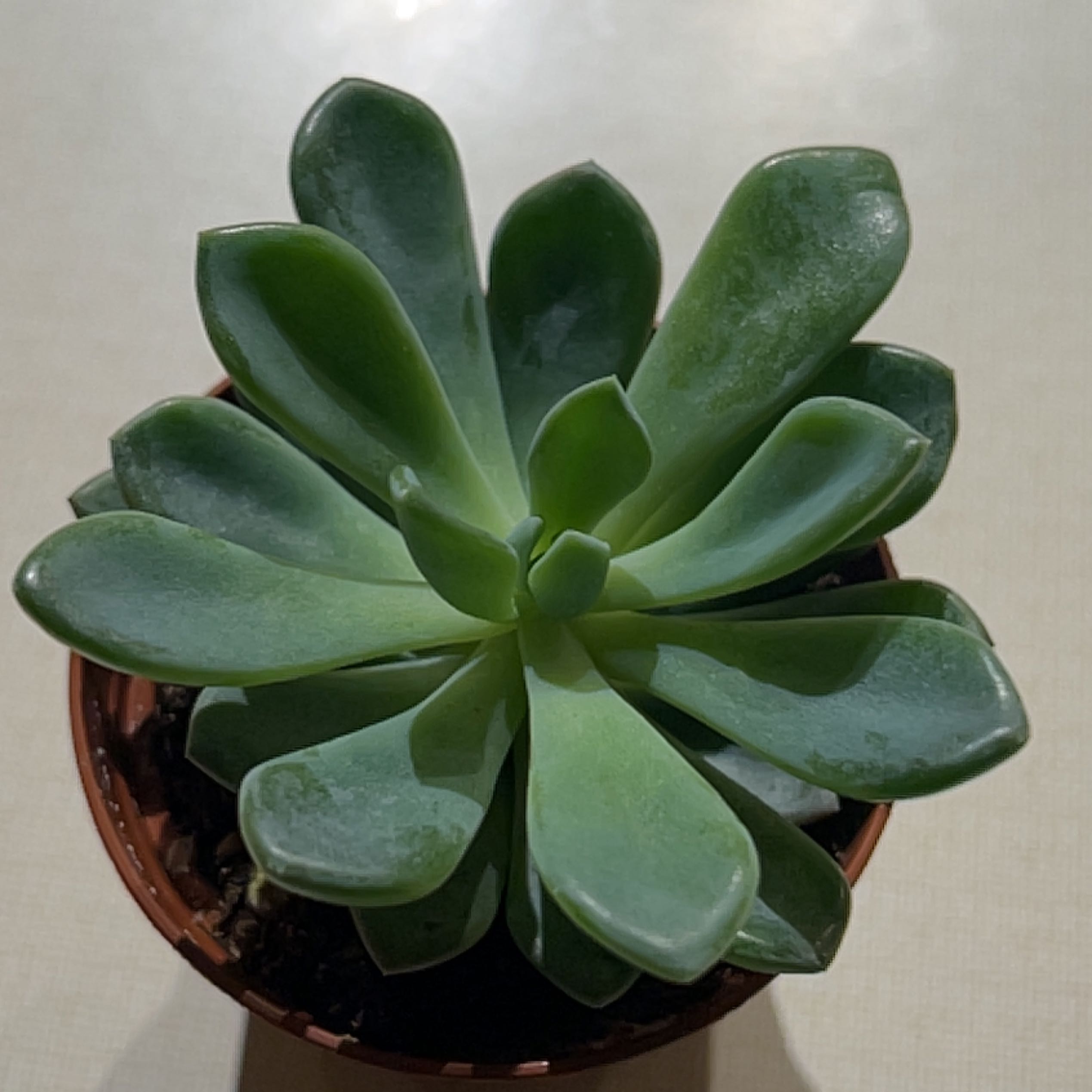 Photo of the plant species Ice Green Echeveria by @KnightStaraloe named Kardashian on Greg, the plant care app