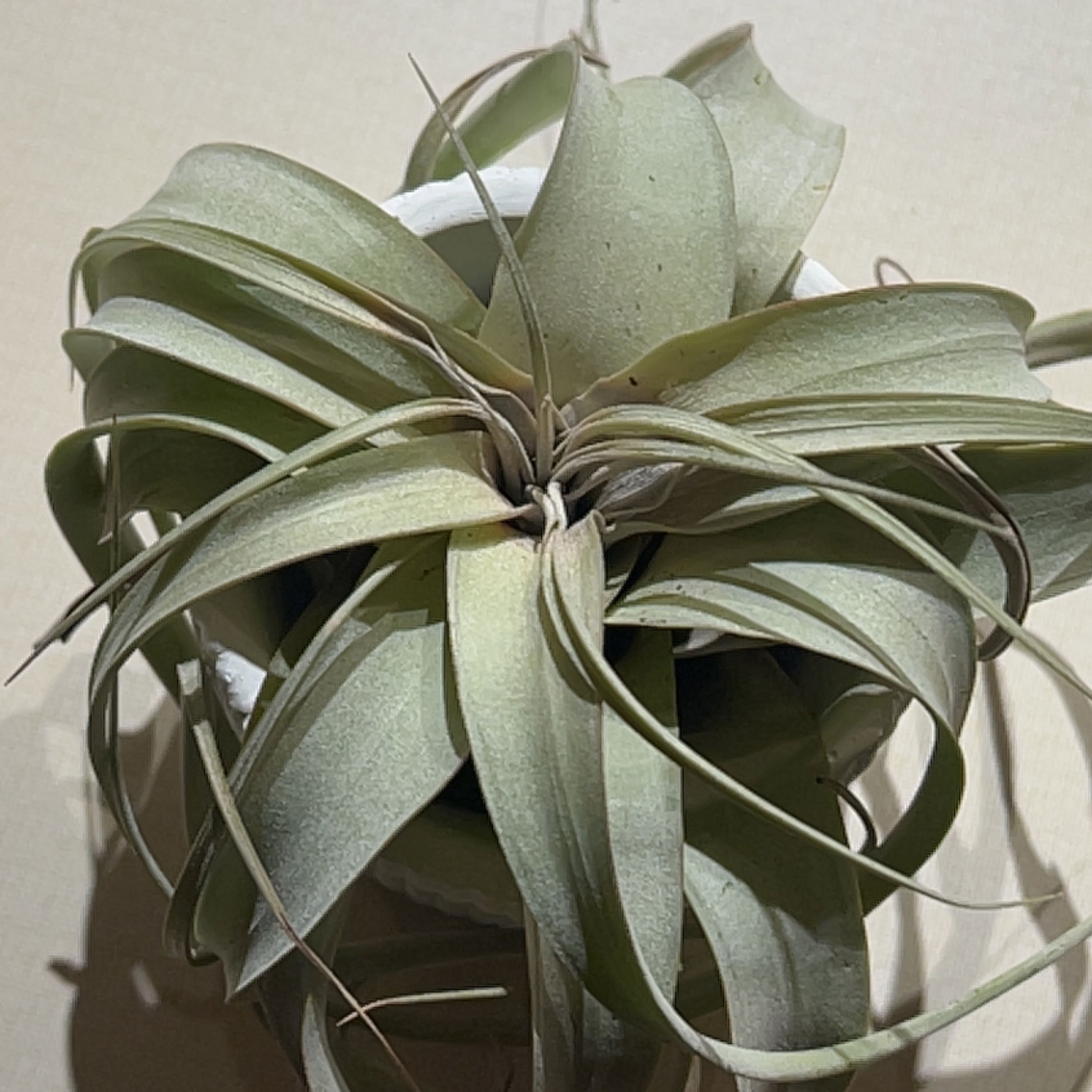 Photo of the plant species Tillandsia Xerographica by @KnightStaraloe named Queen on Greg, the plant care app
