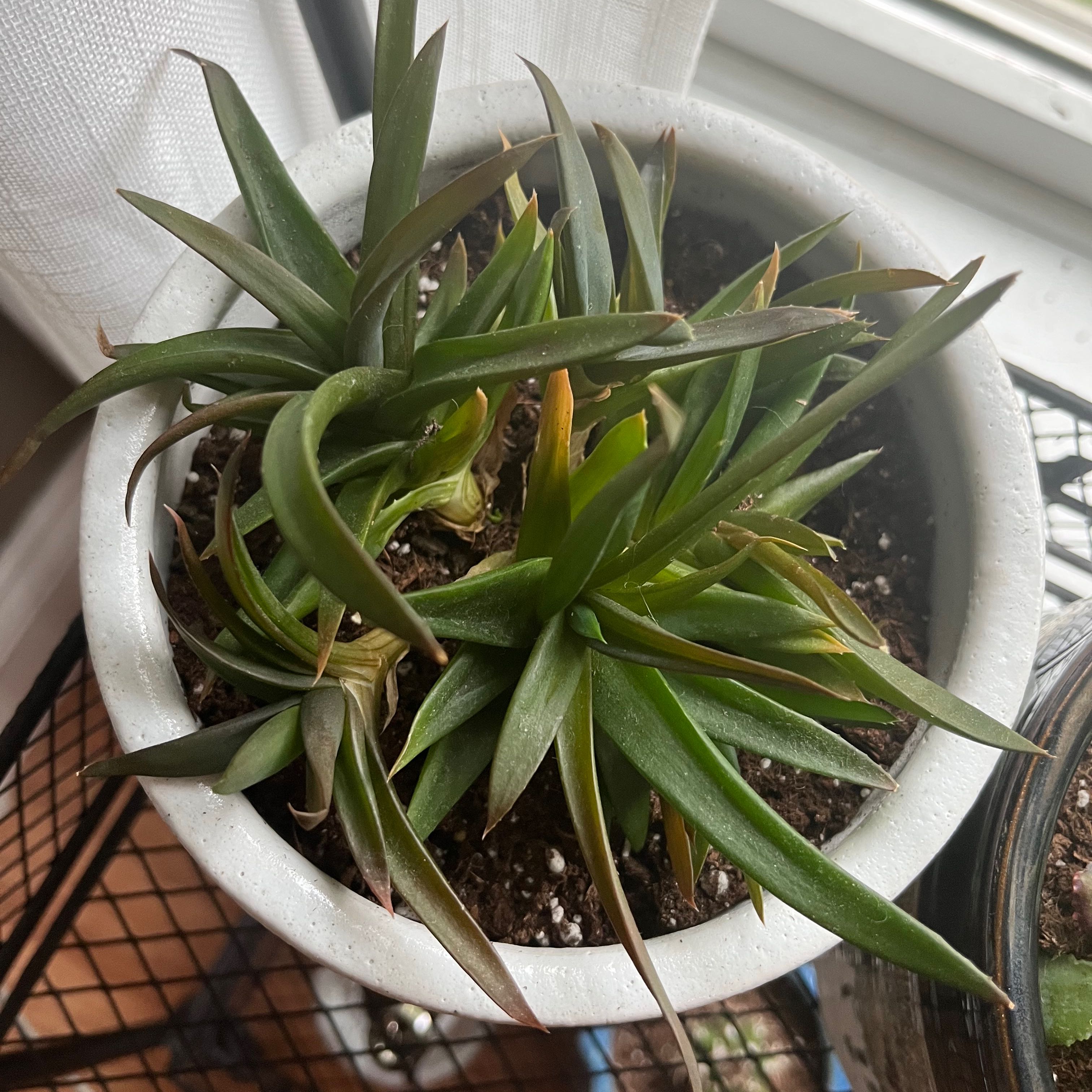 Photo of the plant species Three O'Clock by @SultrySpiderman named Kylie on Greg, the plant care app