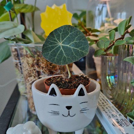 Photo of the plant species Stephania 'Nova' by @stringofpahples named Steph on Greg, the plant care app