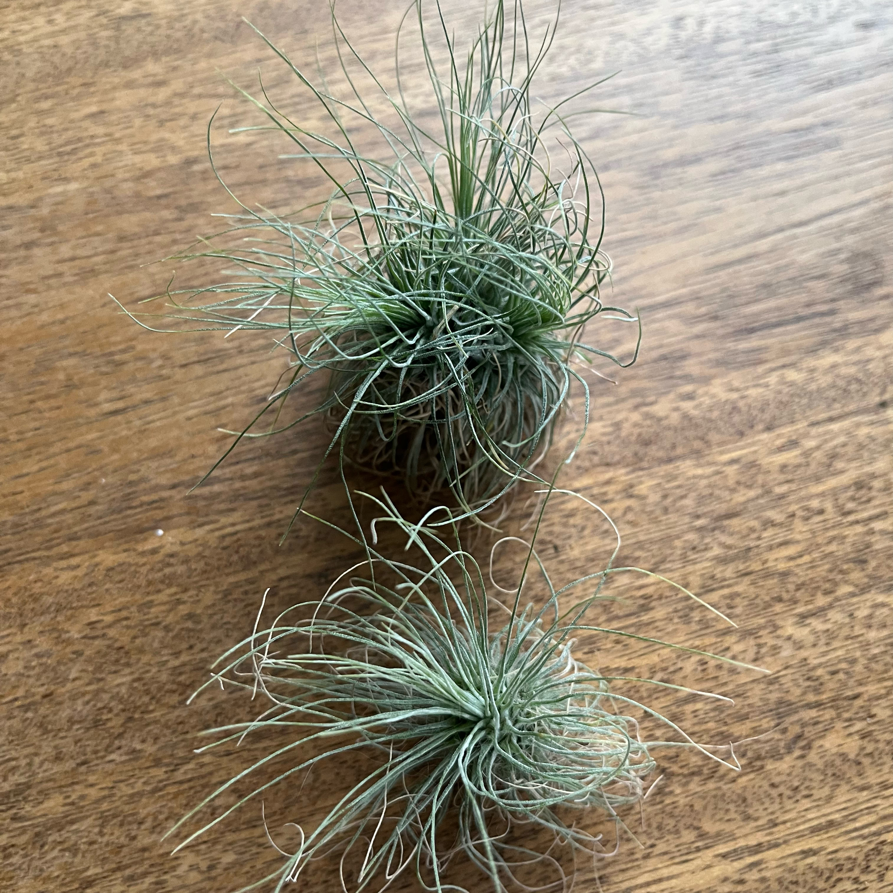 Photo of the plant species Tillandsia argentea Air Plant by @charlenebean named Sahara on Greg, the plant care app