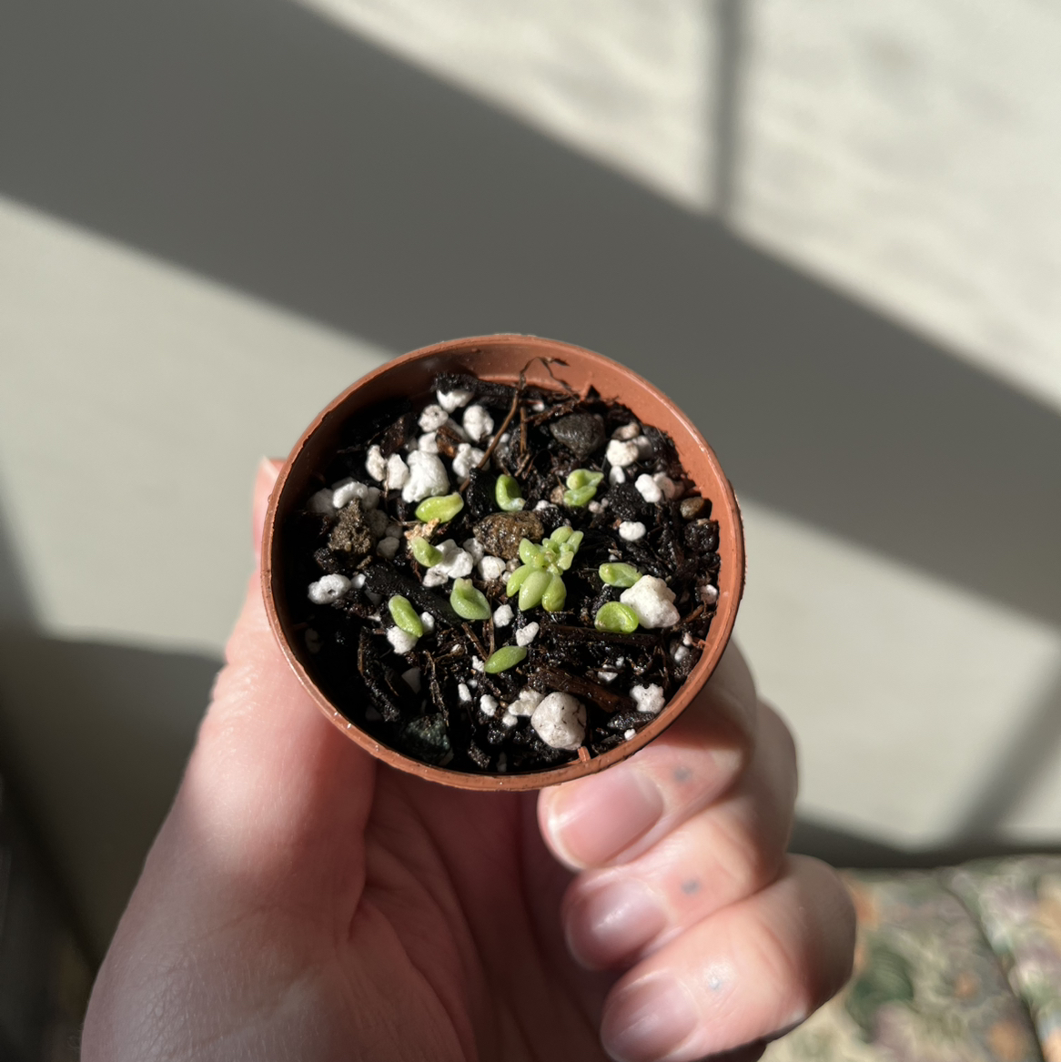 Photo of the plant species Succulent by @charlenebean named Roberto on Greg, the plant care app