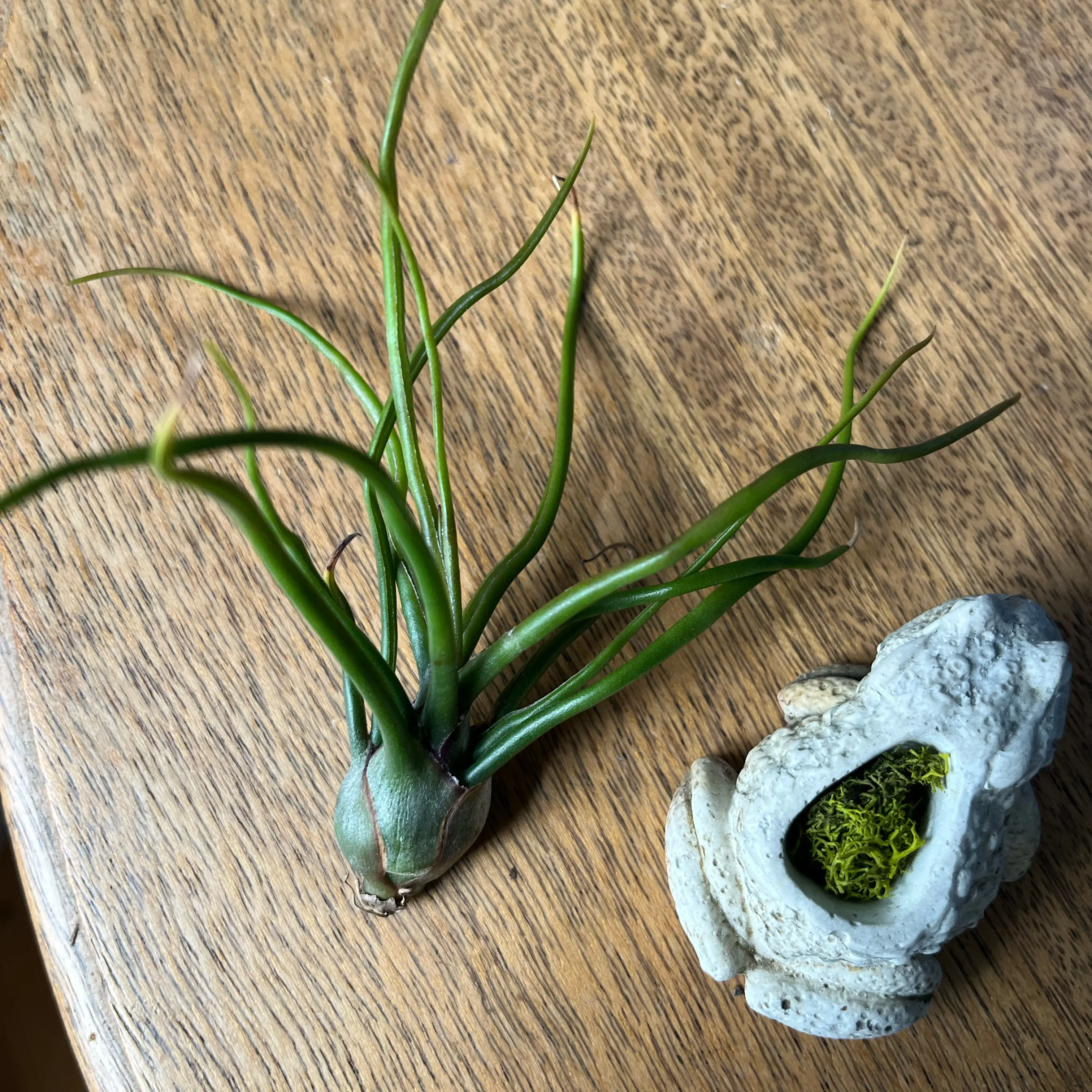 Photo of the plant species Guatemala Air Plant by @charlenebean named Xena on Greg, the plant care app