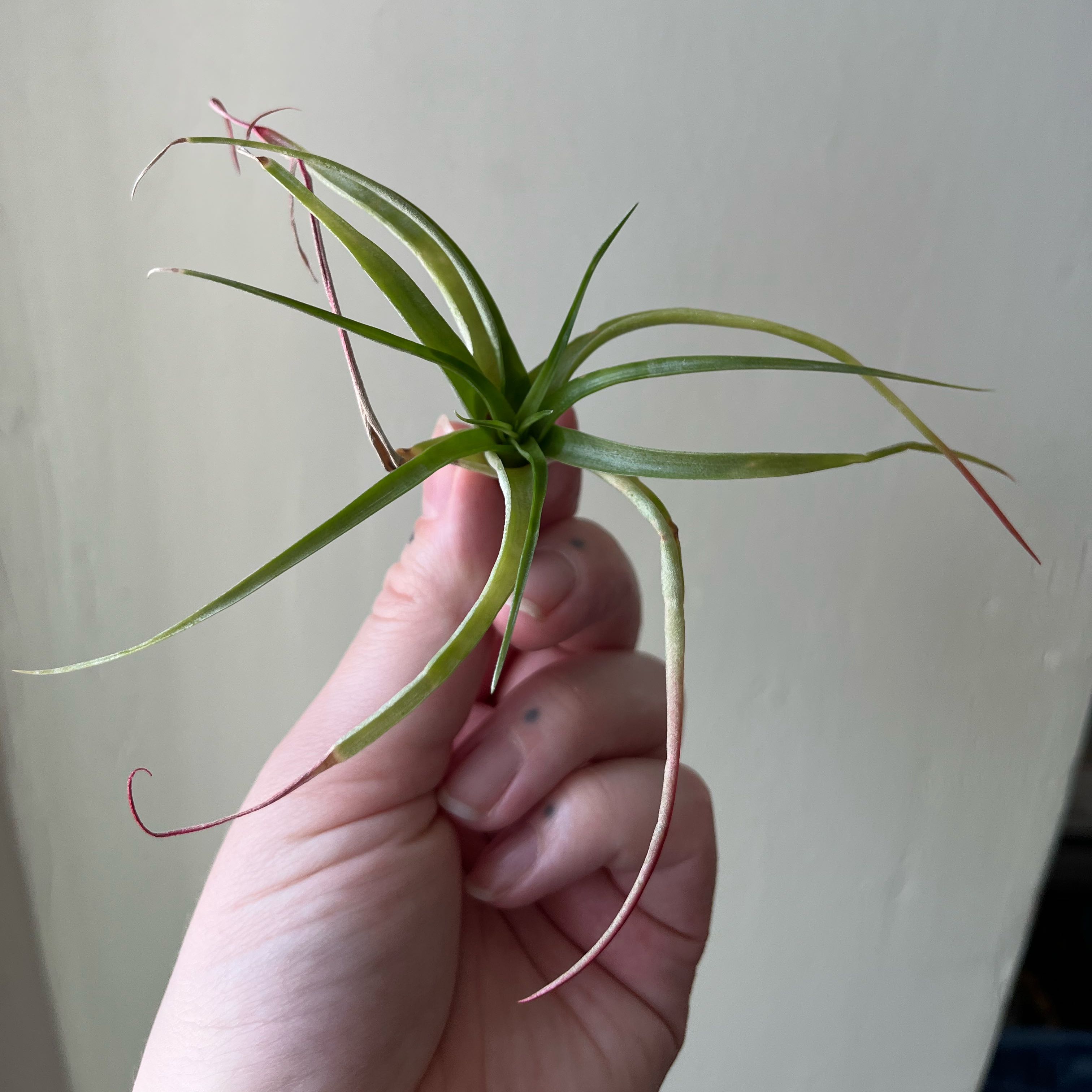 Photo of the plant species Red Tillandsia Air Plant by @charlenebean named Gobi on Greg, the plant care app