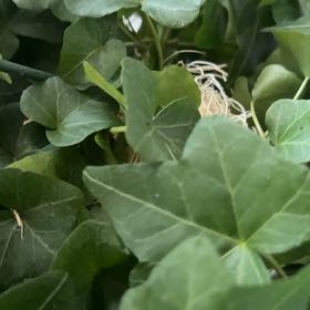 Photo of the plant species Irish Ivy by @BrotherFrogbit named Naomi on Greg, the plant care app