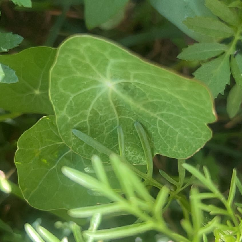 Photo of the plant species Marsh Pennywort by @PeppyProlifica named Nithin on Greg, the plant care app
