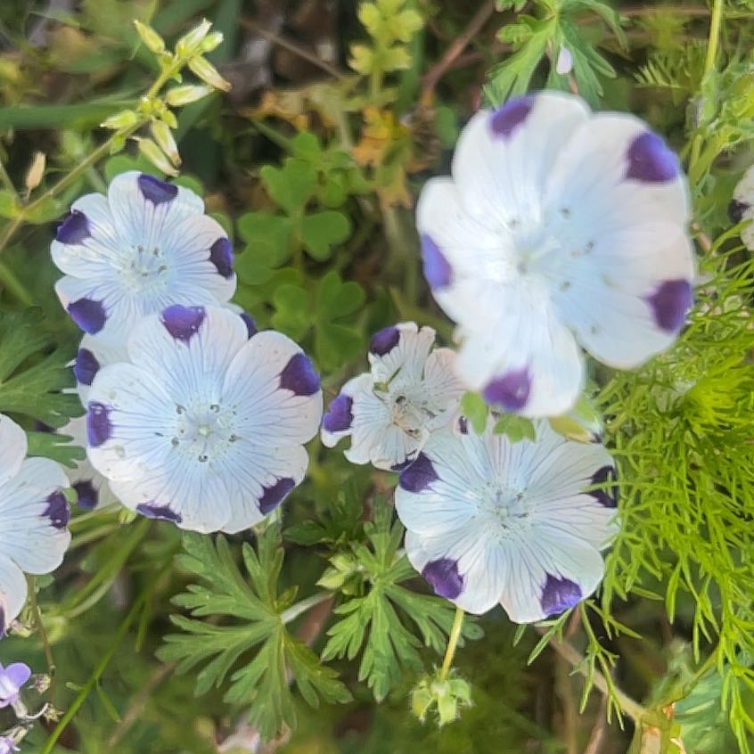 Photo of the plant species Fivespot by @PeppyProlifica named Anne on Greg, the plant care app