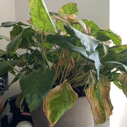 Calathea Musaica plant