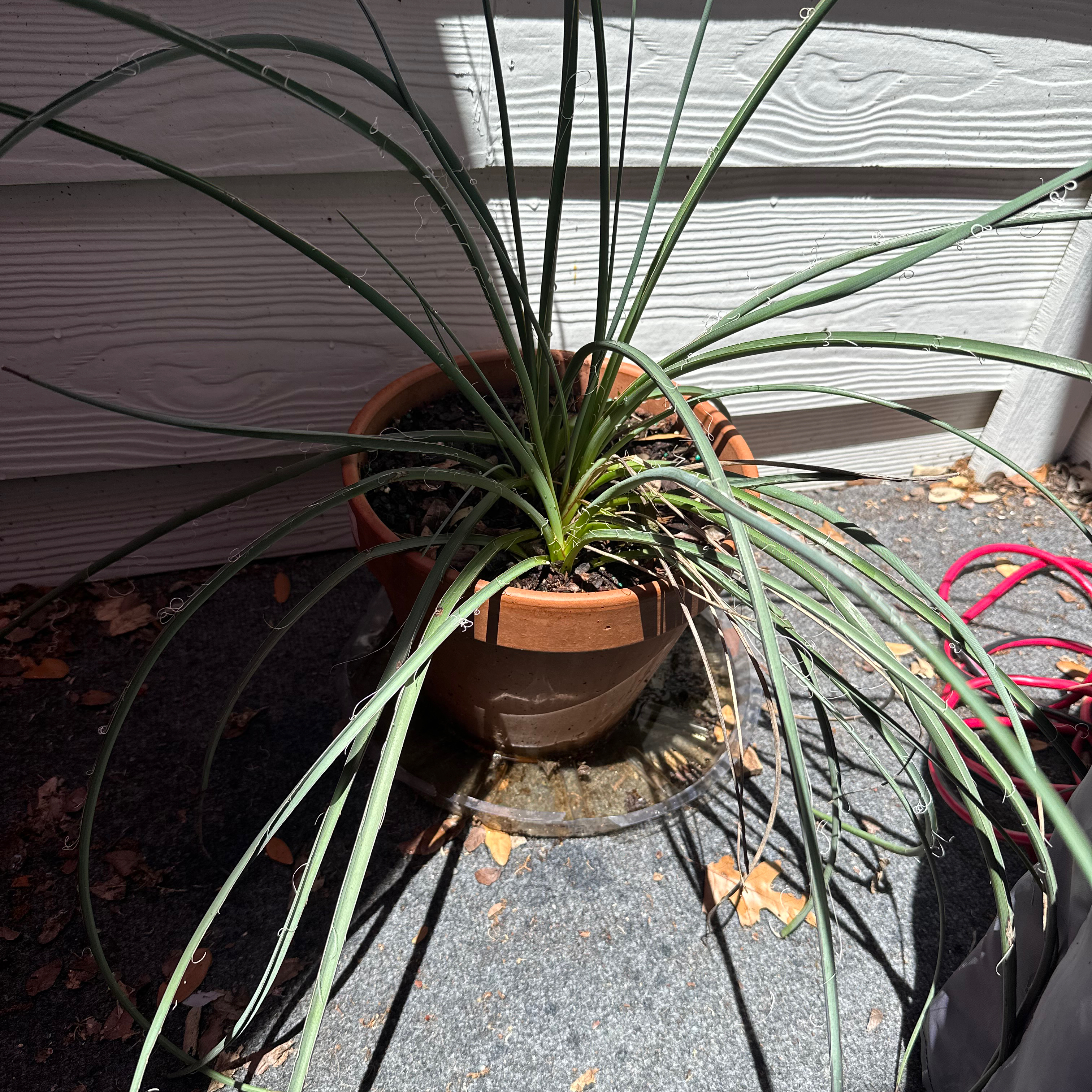 Engelmann's false yucca in a pot with long, slender leaves in a shaded outdoor area.