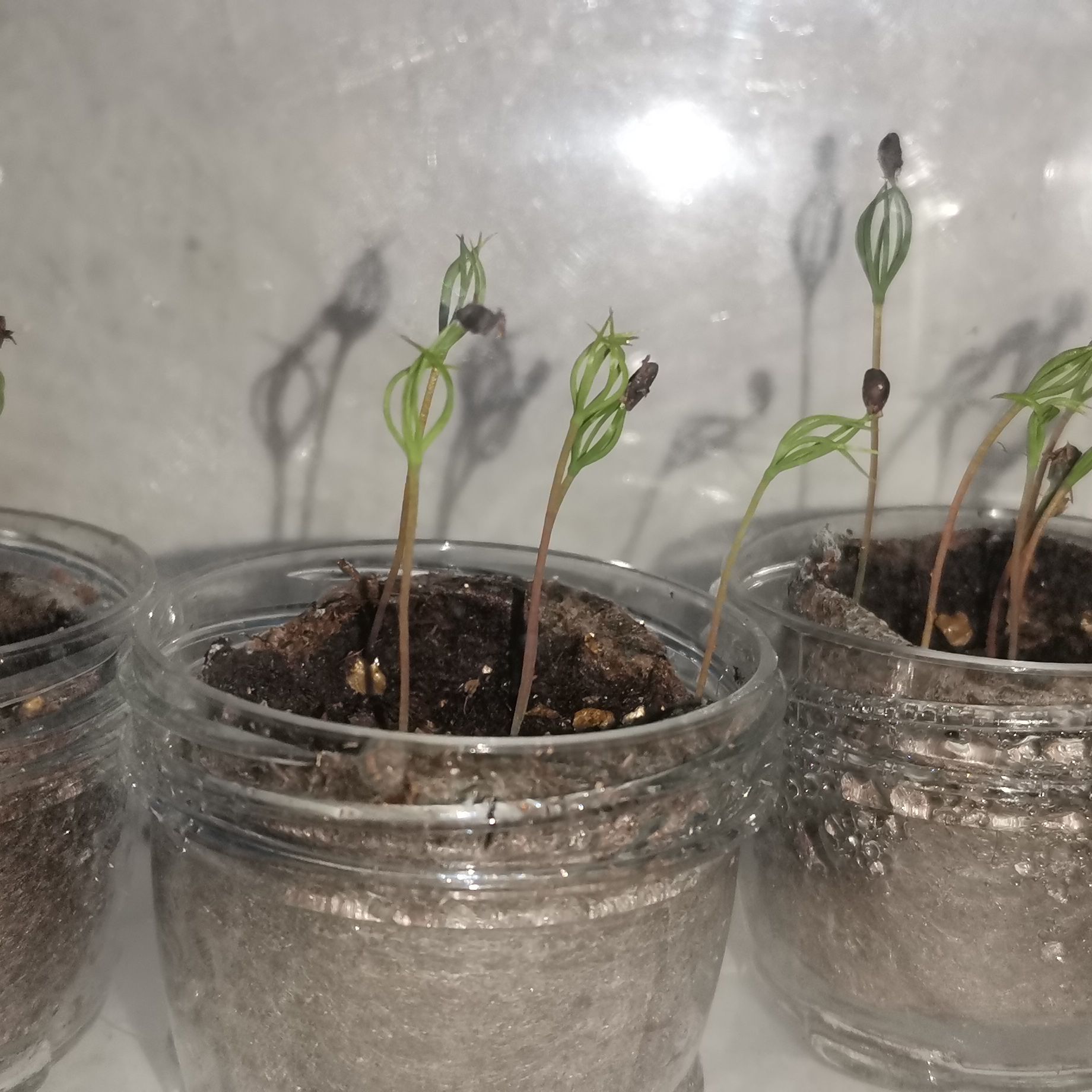 Young seedlings in small containers with visible soil, early growth stages.