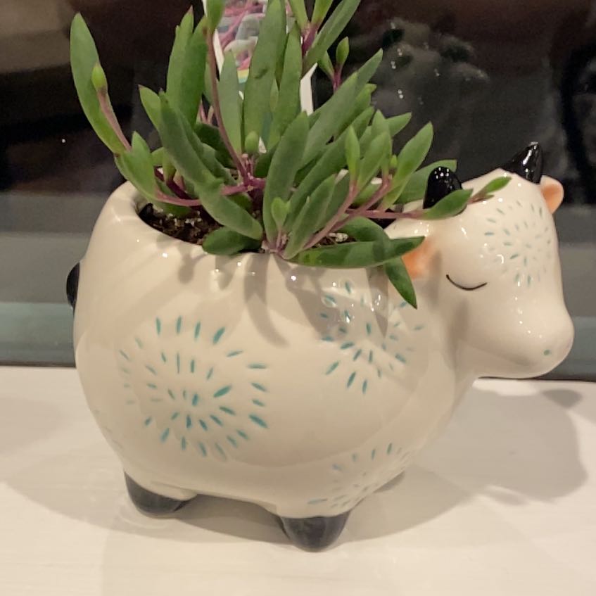 Ruby Necklace plant in a decorative animal-shaped pot with green succulent leaves.