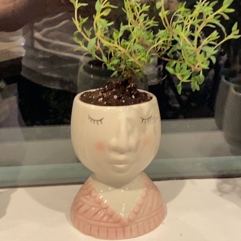 Small potted thyme plant with dense green foliage growing in a decorative white ceramic planter with a face design.