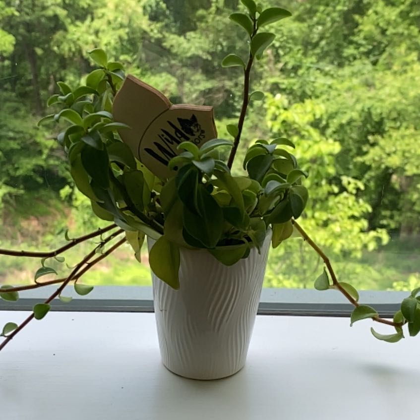 Trailing Jade plant in a white pot on a windowsill with green leaves.