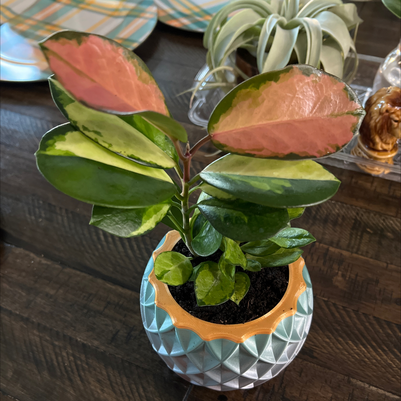 Hoya australis 'Bordvare' plant in a decorative pot with variegated green and pink leaves.
