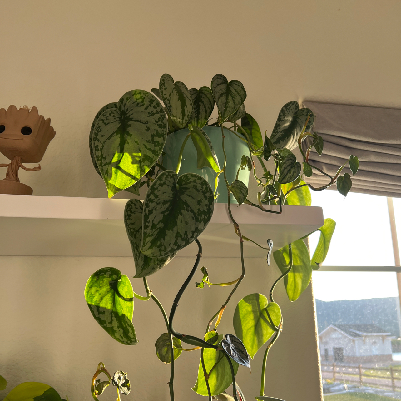 Silver Anne Pothos plant on a shelf near a window with vibrant green leaves and silver variegation.