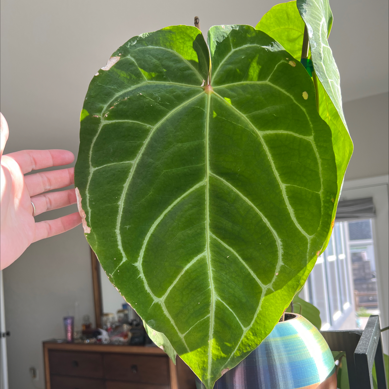 Anthurium crystallinum magnificum leaf with prominent white veins and minor browning spots on edges.