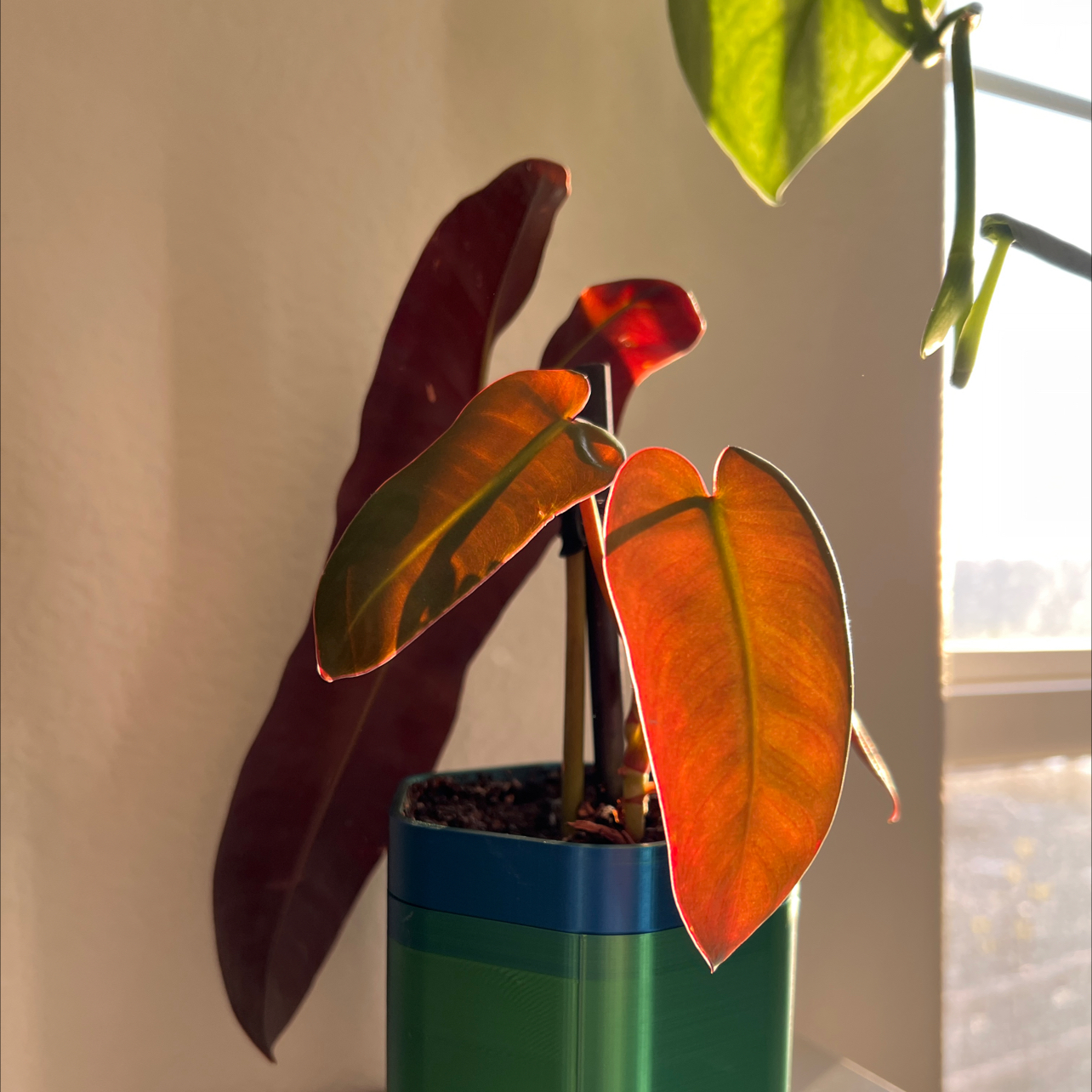 Philodendron atabapoense plant with vibrant, healthy leaves in a pot with visible soil.