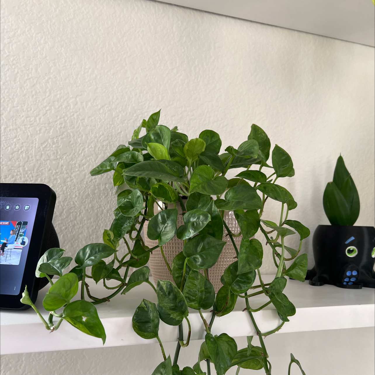 Healthy Lemon Meringue Pothos plant on a shelf with vibrant green leaves.