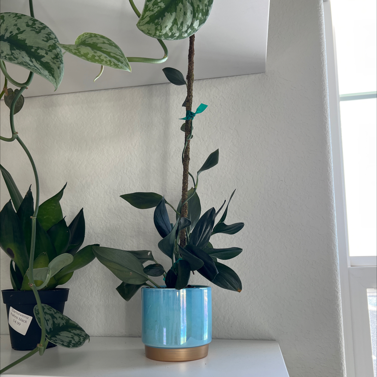 Scindapsus treubii 'Dark Form' plant in a blue pot, healthy dark green leaves.