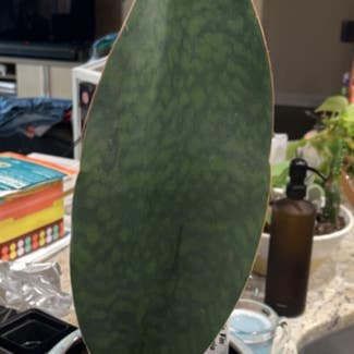 Whale Fin Snake Plant plant in Charlotte, North Carolina