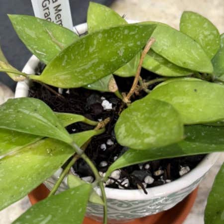 Photo of the plant species Hoya 'Memoria' by Premiumblueash named Stella on Greg, the plant care app