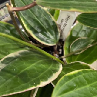 Hoya macrophylla 'Albomarginata' plant in Charlotte, North Carolina