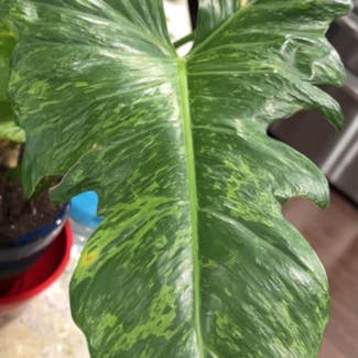 Philodendron Mottled Dragon plant in Charlotte, North Carolina