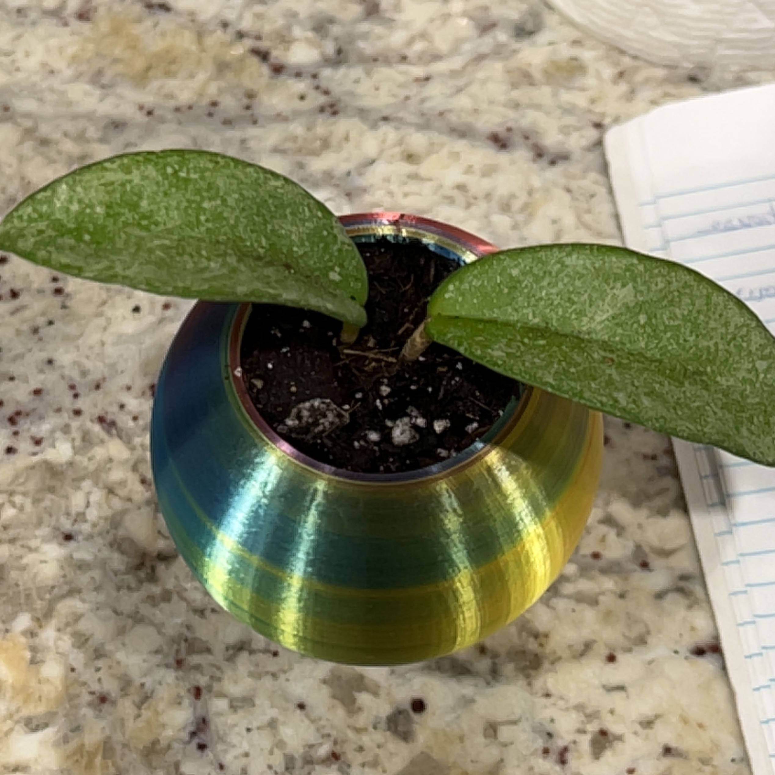 Photo of the plant species Grey Ghost Hoya Carnosa by @PremiumBlueash named Boo on Greg, the plant care app