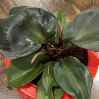 Philodendron Red Heart plant in Charlotte, North Carolina