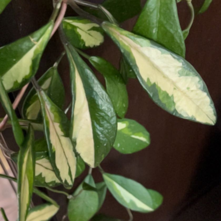 Photo of the plant species Rubra Hoya Carnosa by @PremiumBlueash named Ruby on Greg, the plant care app