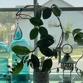Photo of the plant species Stardust Hoya Carnosa by @PremiumBlueash named Orion on Greg, the plant care app