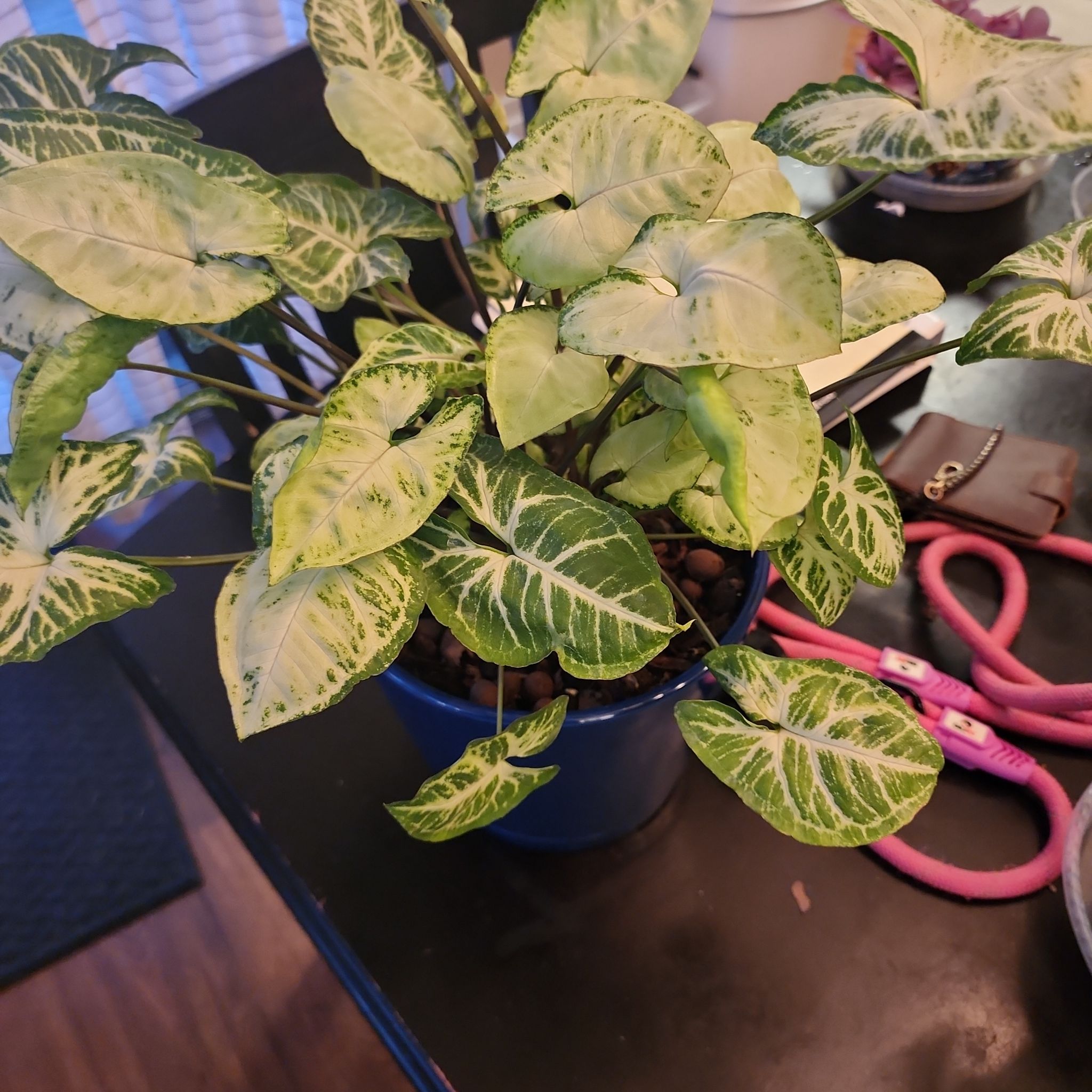 Syngonium 'Batik' plant in a blue pot with variegated green and white leaves.