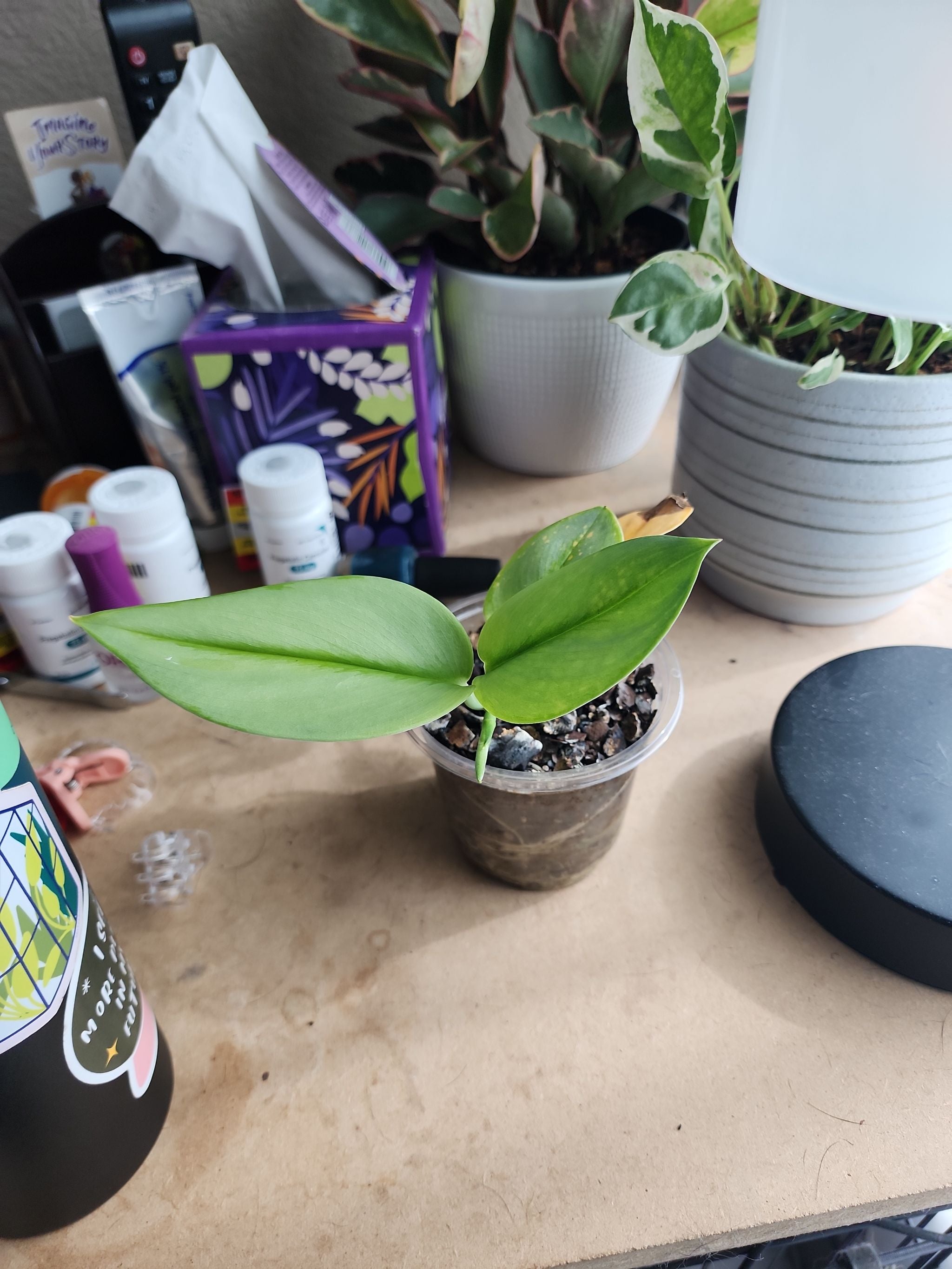 Tribeca and Malibu A plant by ManyLime on Greg