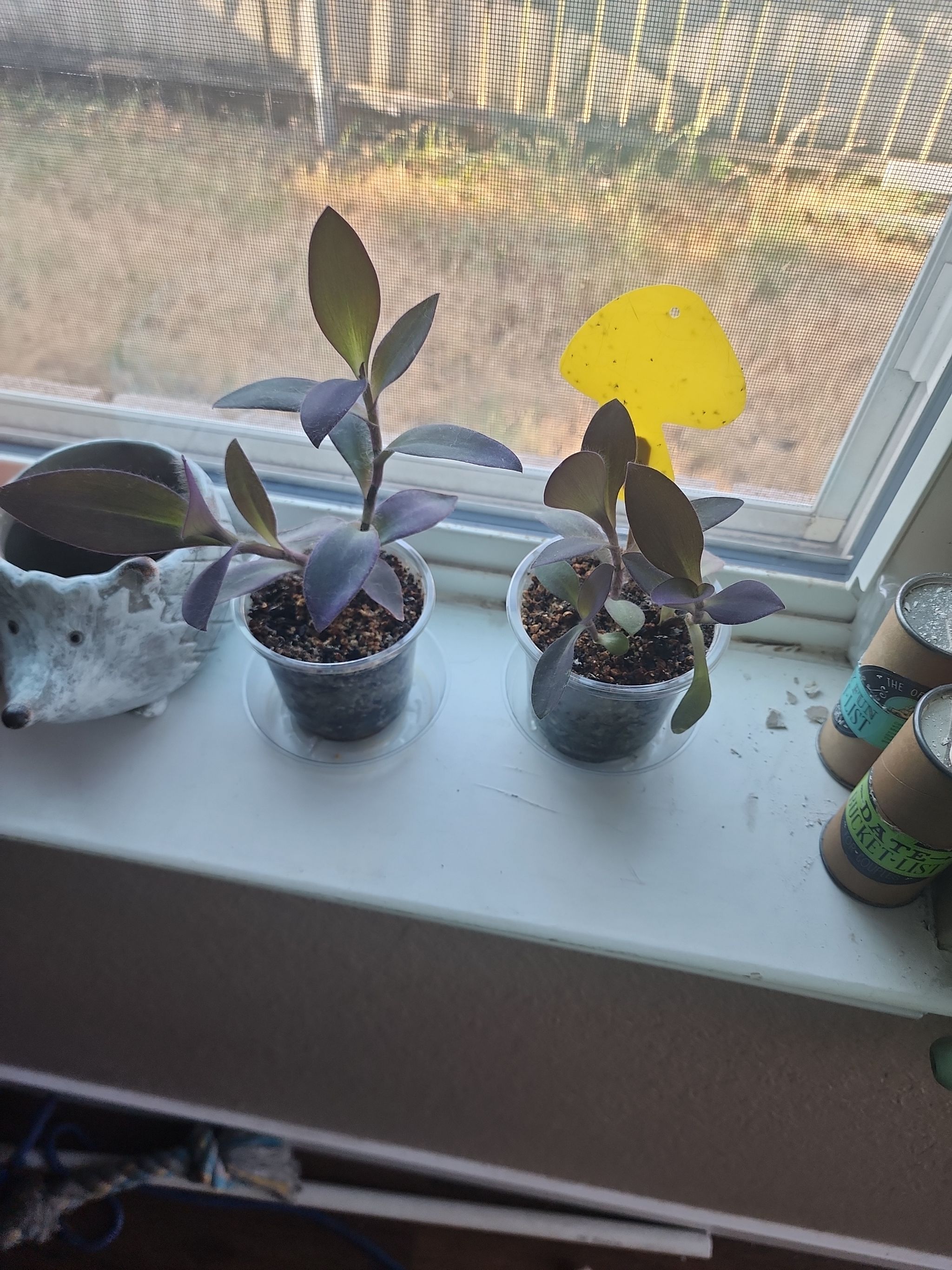 Photo from the post