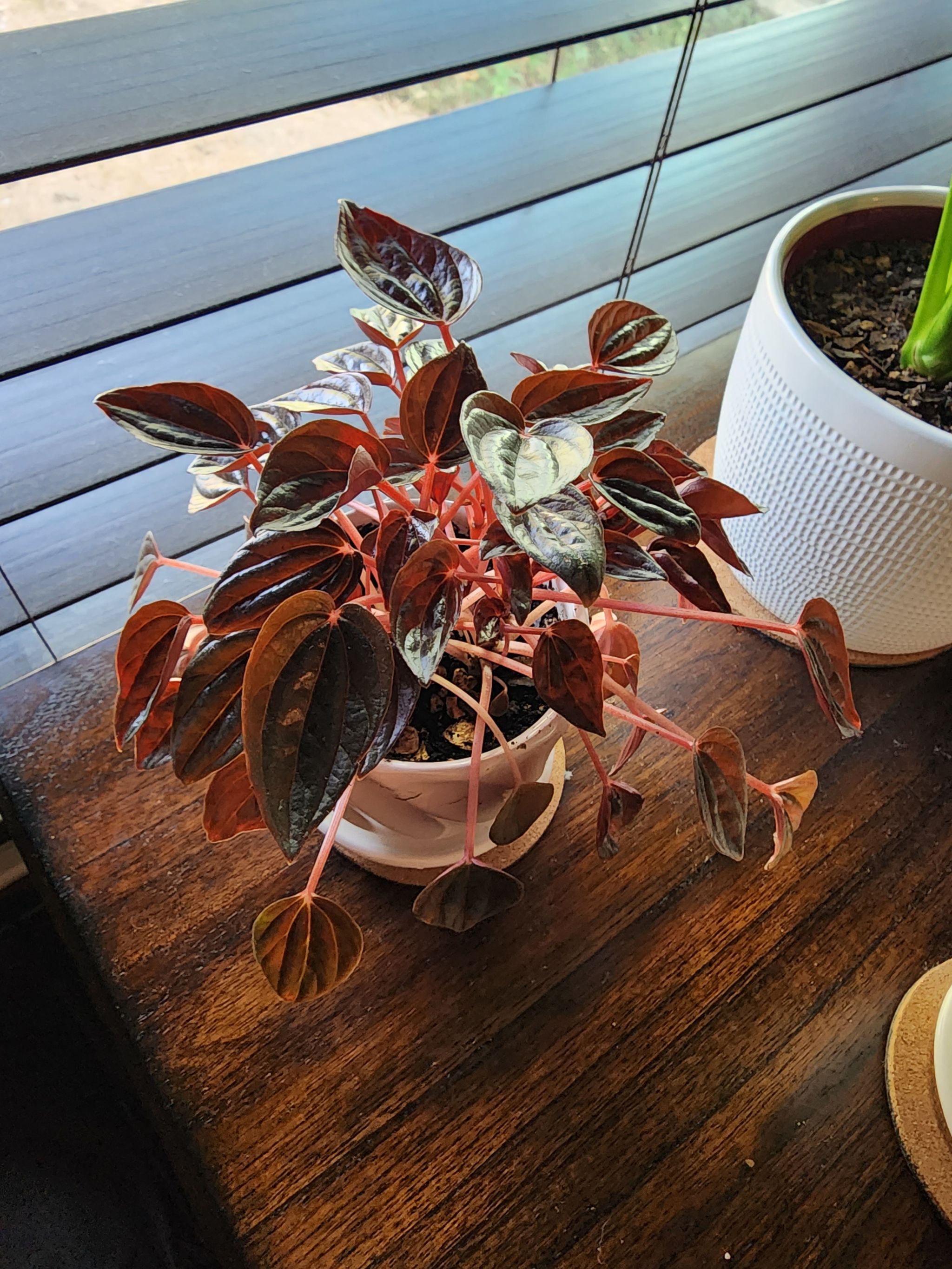 Photo from the post