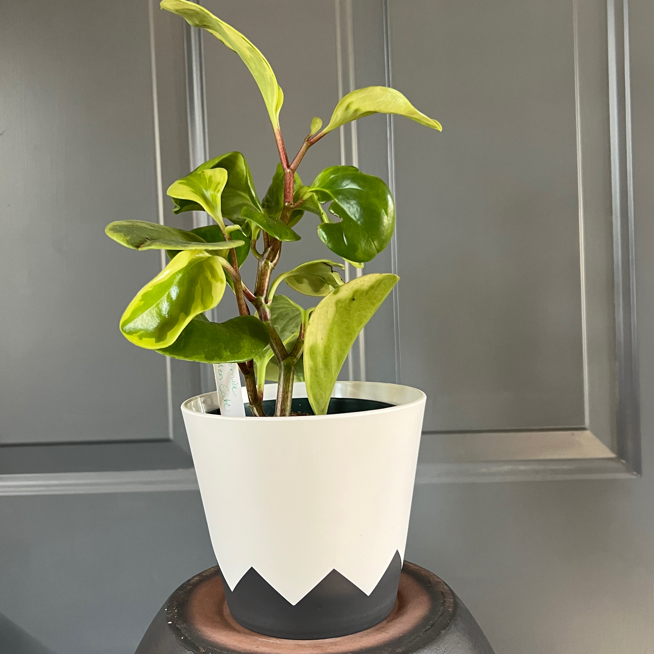 Golden Gate Peperomia plant in a decorative pot with some yellowing leaves.