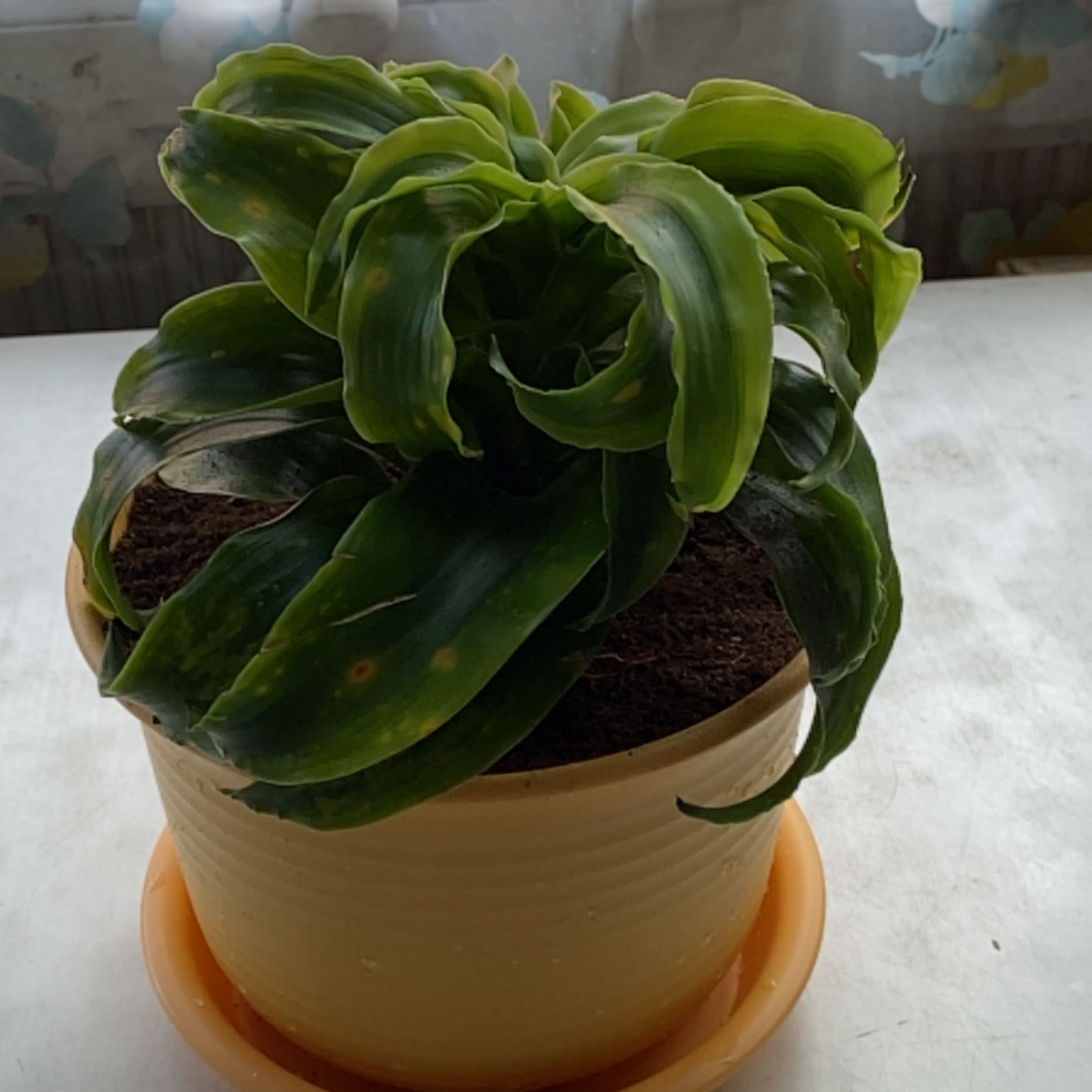 Dracaena 'Tornado' plant in a pot with some yellow spots on leaves.