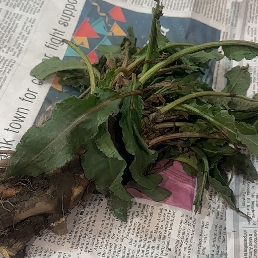 Photo of the plant species Rumex Crispus by @BiggestRimu named Orwell on Greg, the plant care app