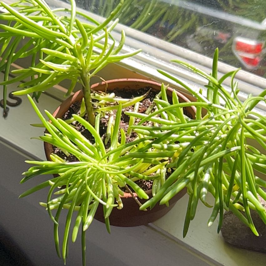 Photo of the plant species Barberton groundsel or succulent bush senecio by @ProminentChards named Robert Plant on Greg, the plant care app