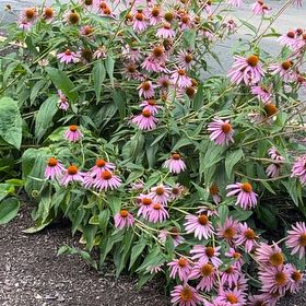 Photo of the plant species Purple Coneflower by @DarkStar named Sage on Greg, the plant care app