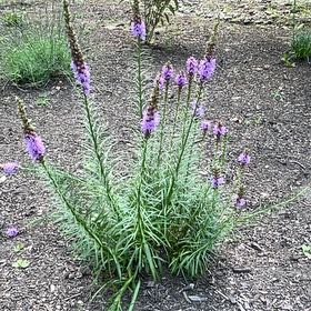Photo of the plant species Purple Toadflax by @DarkStar named Pax on Greg, the plant care app