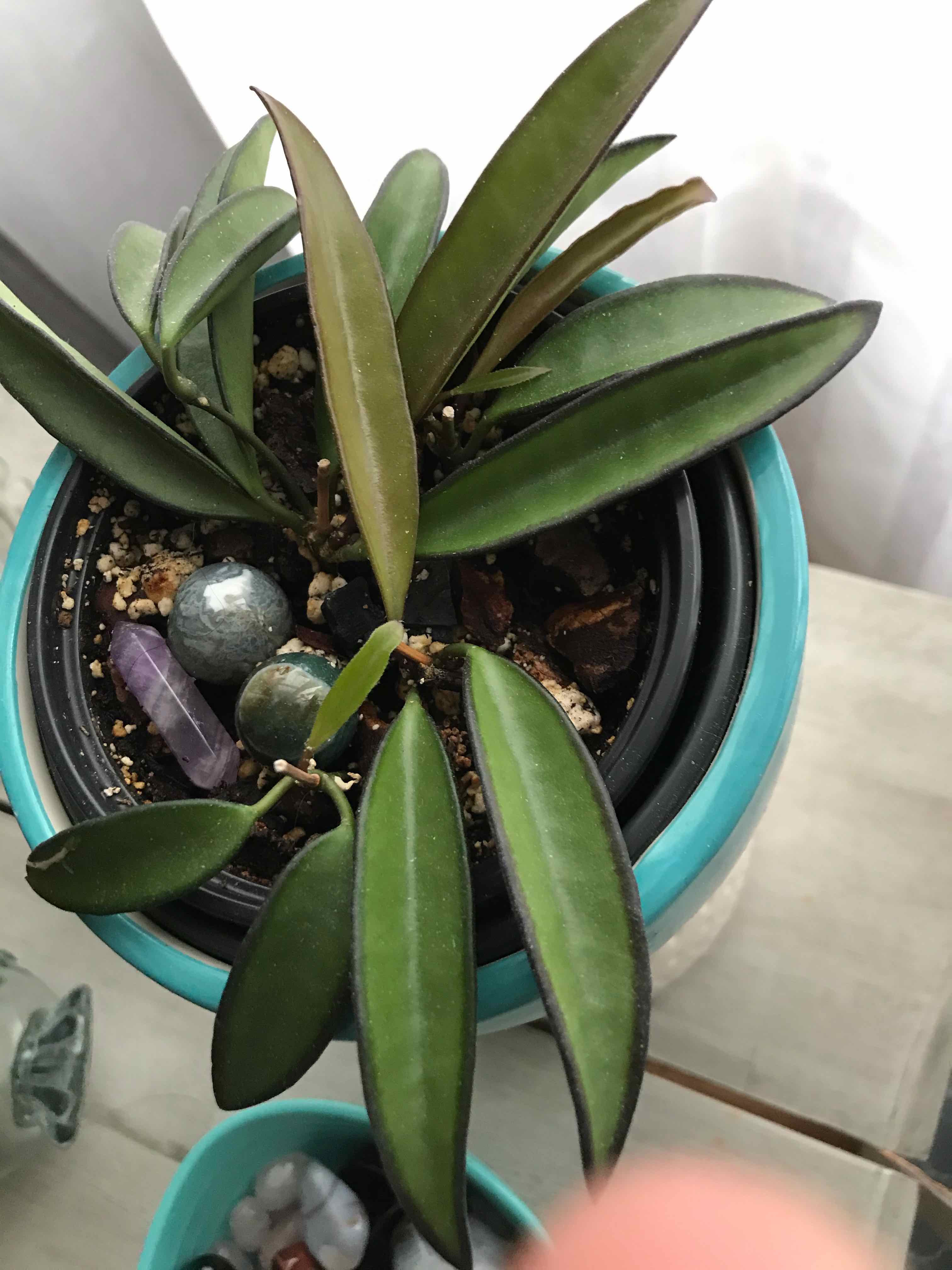 Plant care for Awayuki Ghost Plant on Greg, the plant care app