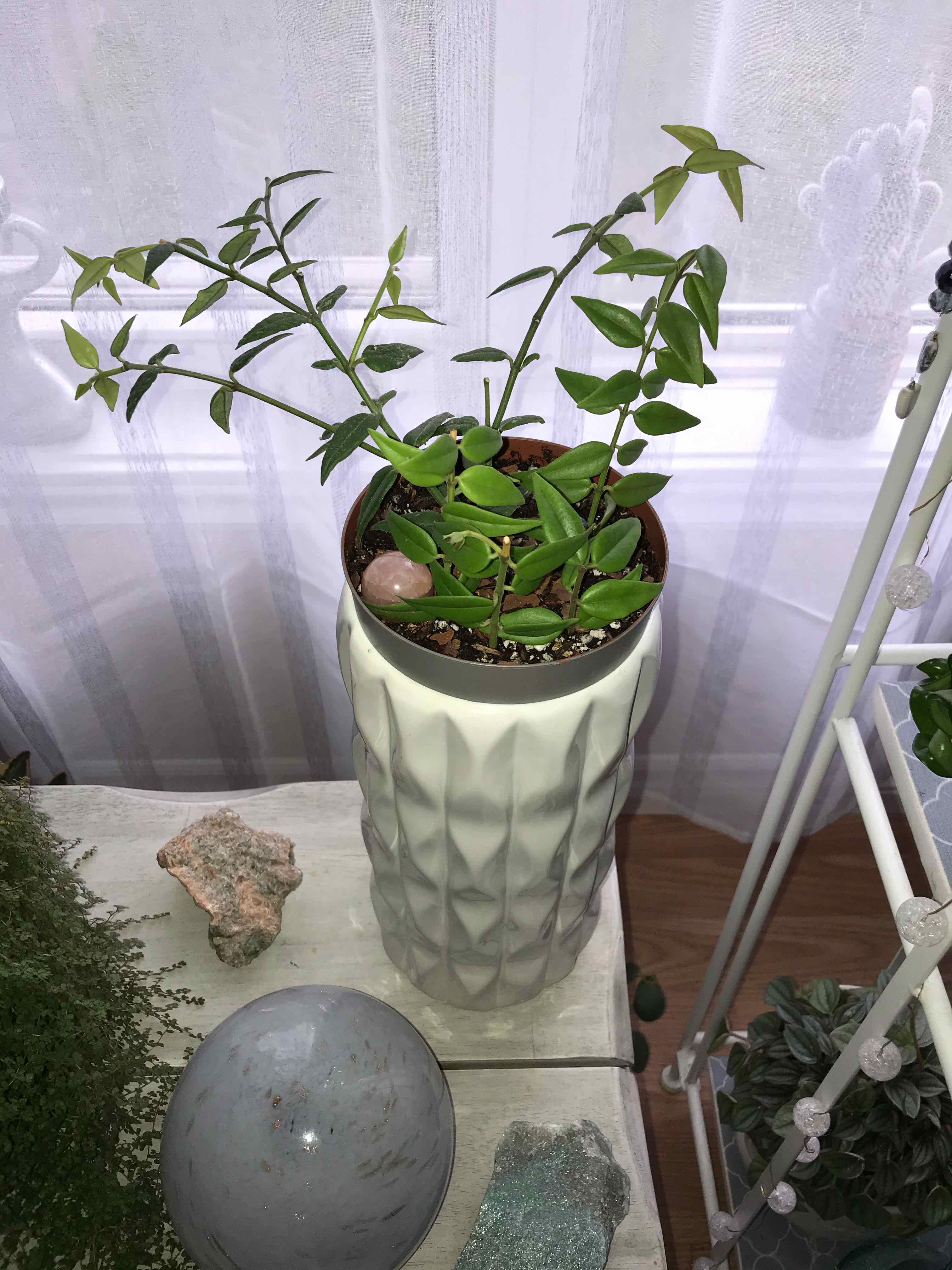 Hoya Bella plant in a white pot on a table with decorative items in the background.