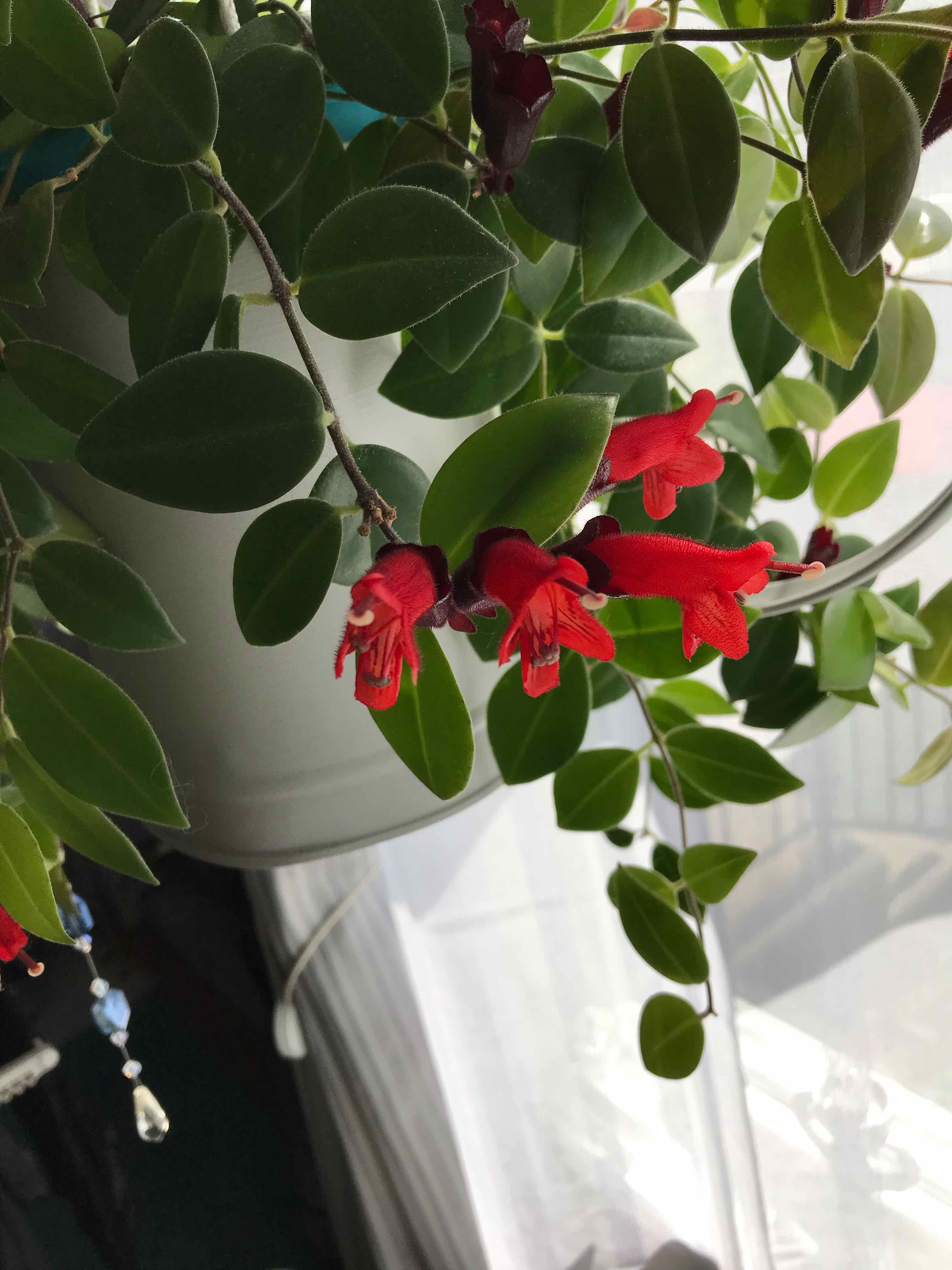 Lipstick Vine with vibrant red flowers and healthy green leaves.