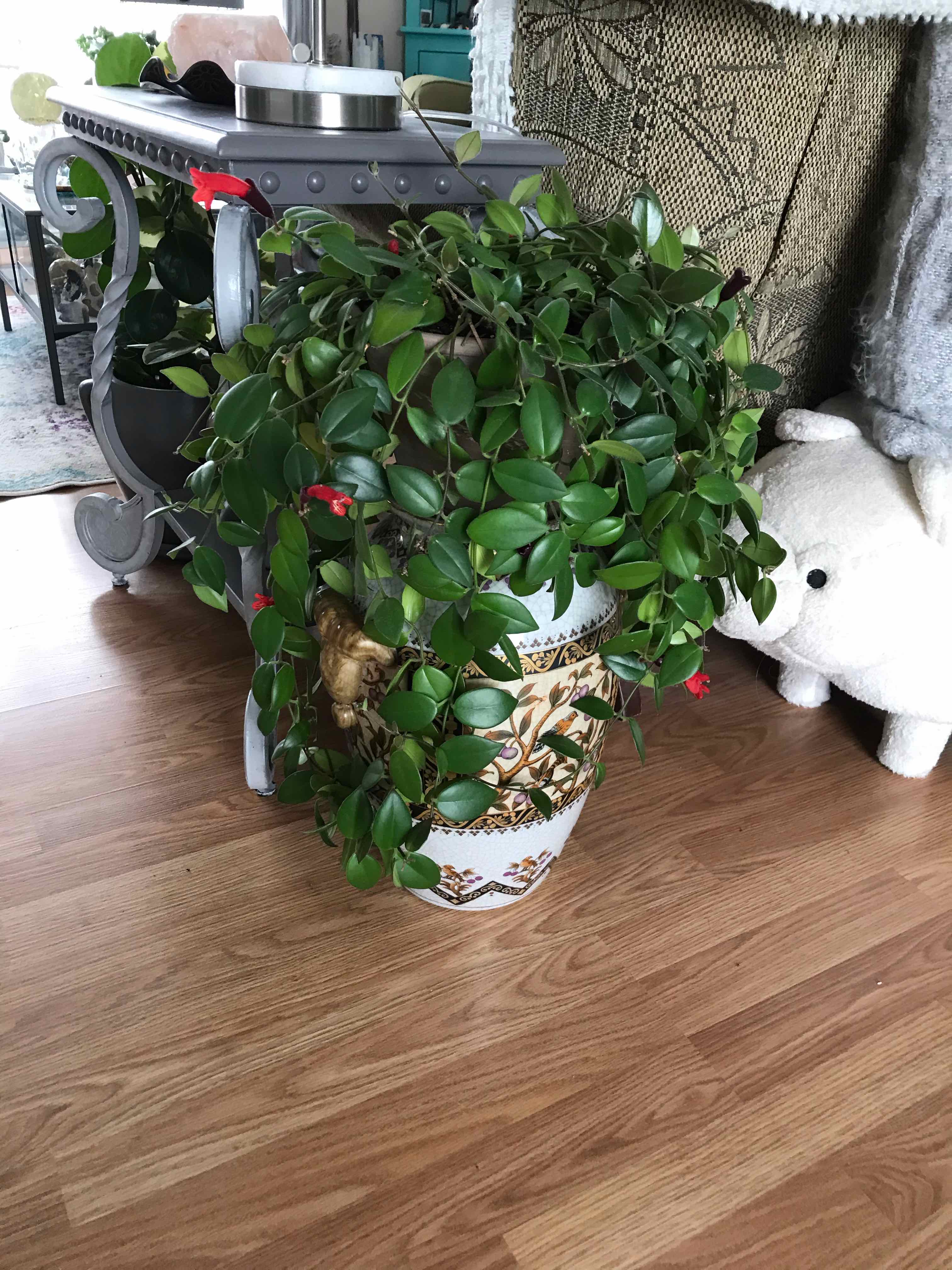 Lipstick Vine plant photo by @User3022 named Aeschynanthus radicans (Mona Lisa Lipstick) on Greg, the plant care app.