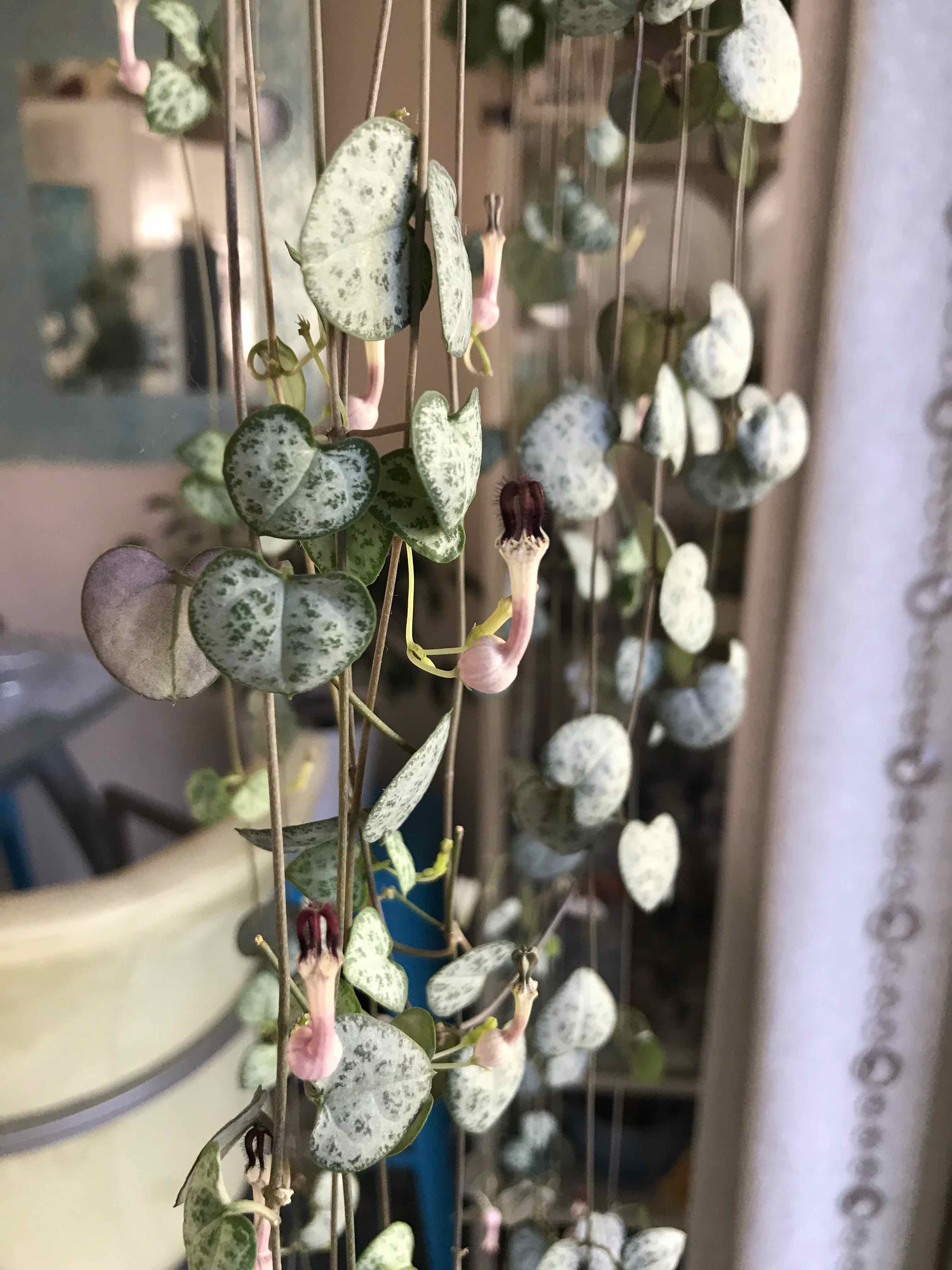 Potted Chain of Hearts plant with long trailing vines of heart-shaped leaves. Plant looks healthy overall with some slight leaf discoloration.