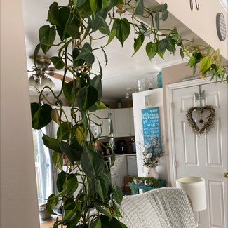 Philodendron Brasil plant in Cornwall, Ontario